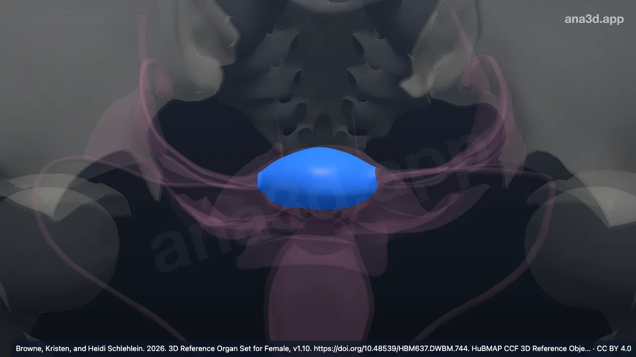 3D 模型：子宫底