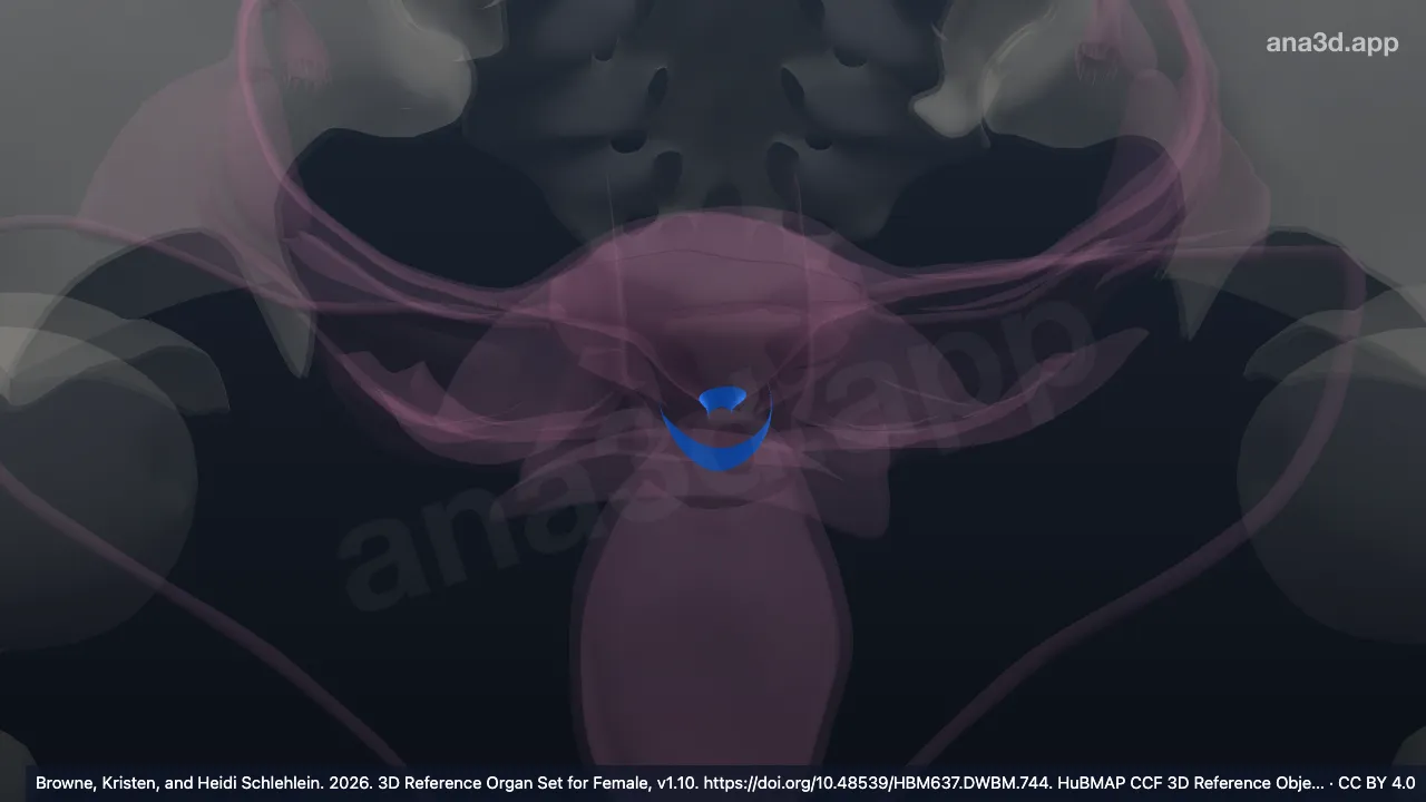 Modelo 3D: Segmento uterino inferior