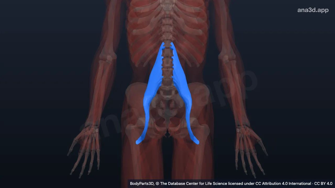 Mô hình 3D: Cơ thắt lưng lớn