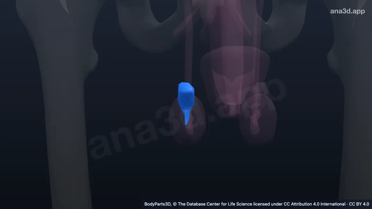 Model 3D: epididimis kanan