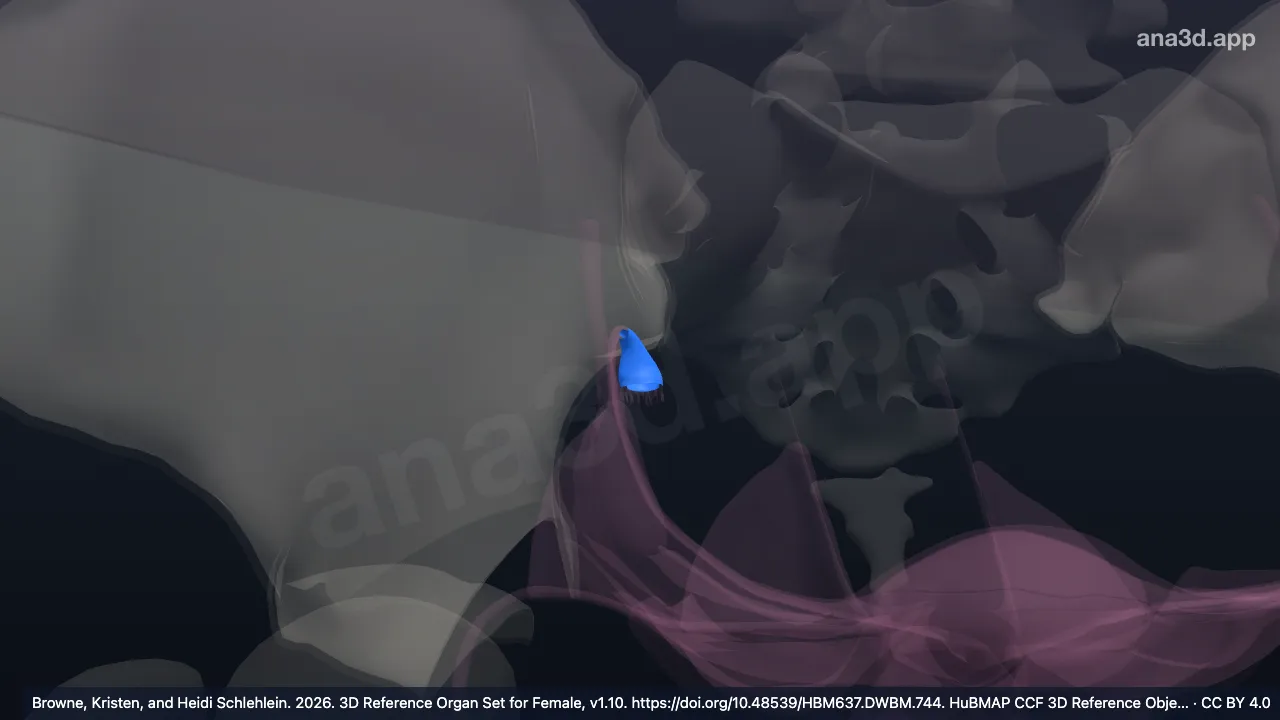 Model 3D: Infundibulum tuba uterina kanan