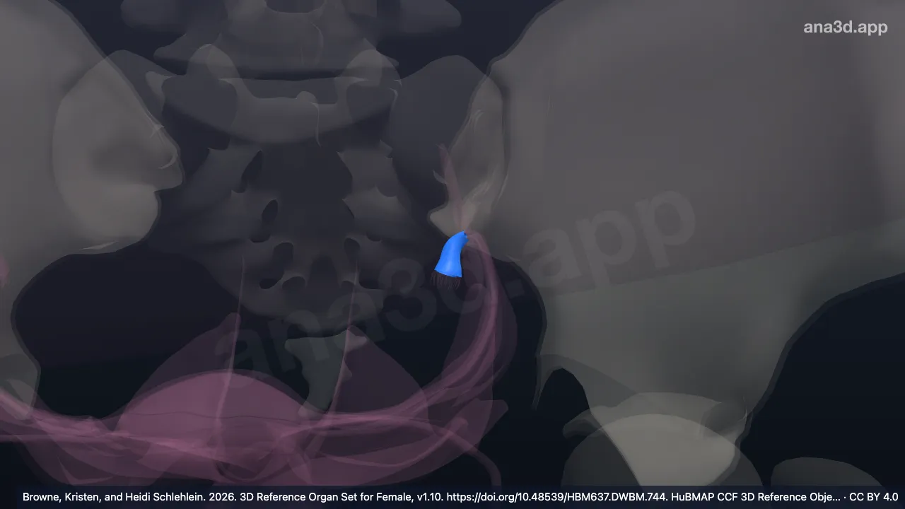 Modelo 3D: Infundíbulo de la trompa uterina izquierda