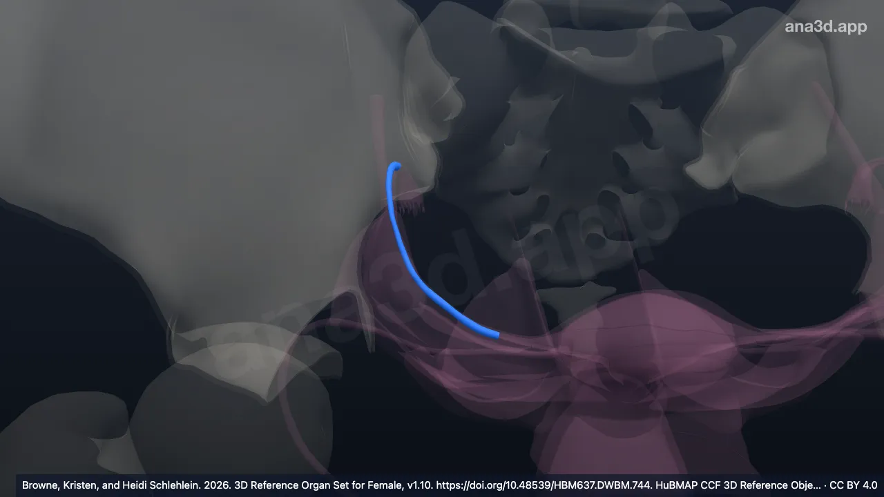 3D-Modell: Ampulla der rechten Tuba uterina