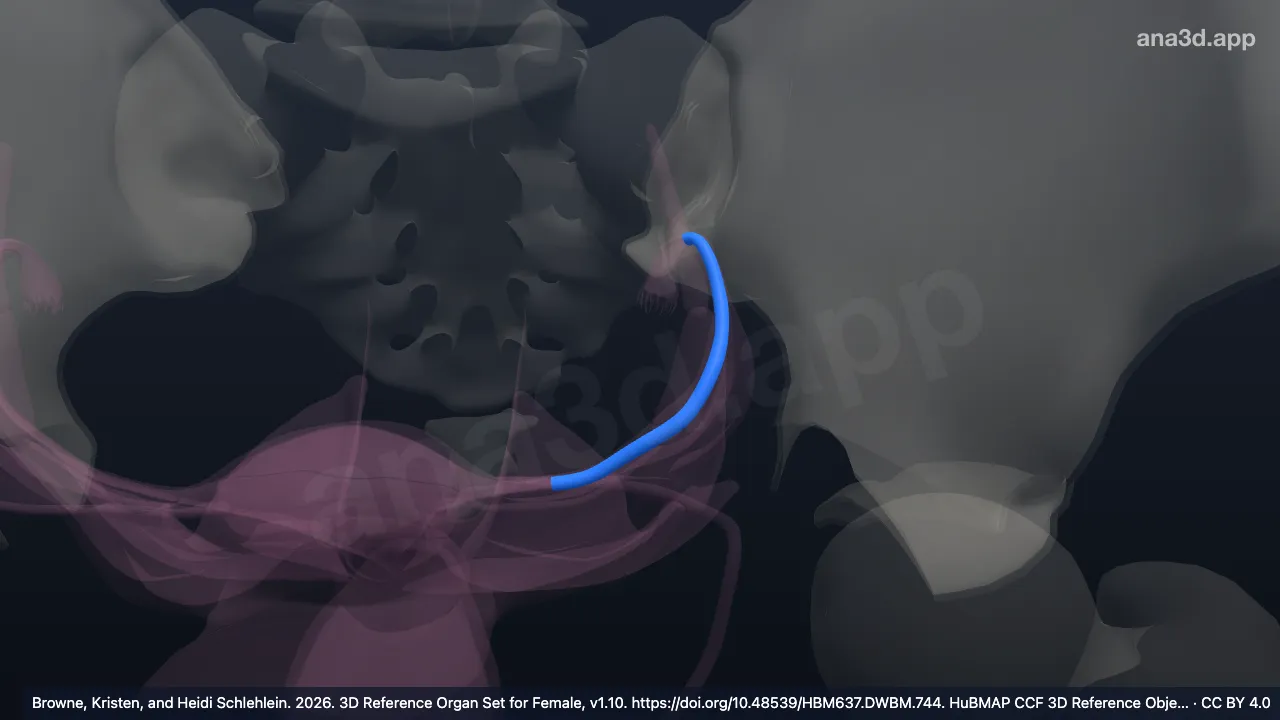 Model 3D: Ampula tuba uterina kiri