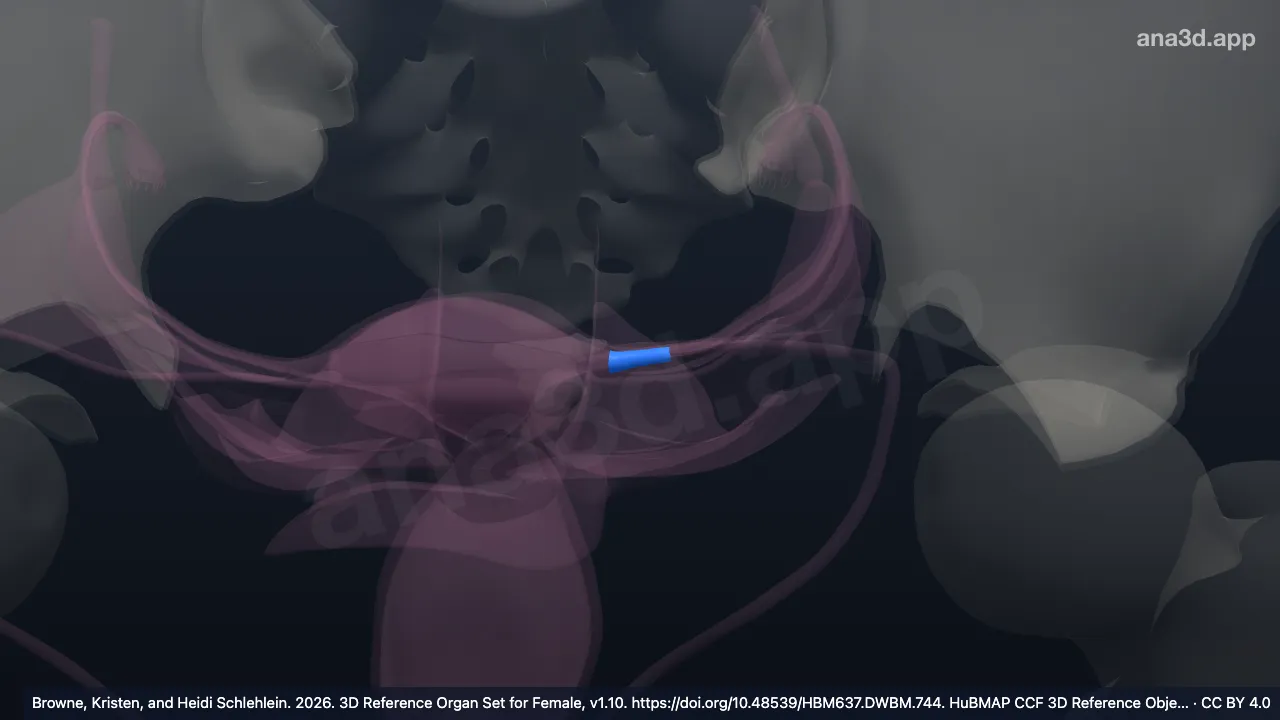Modèle 3D : Isthme de la trompe utérine gauche