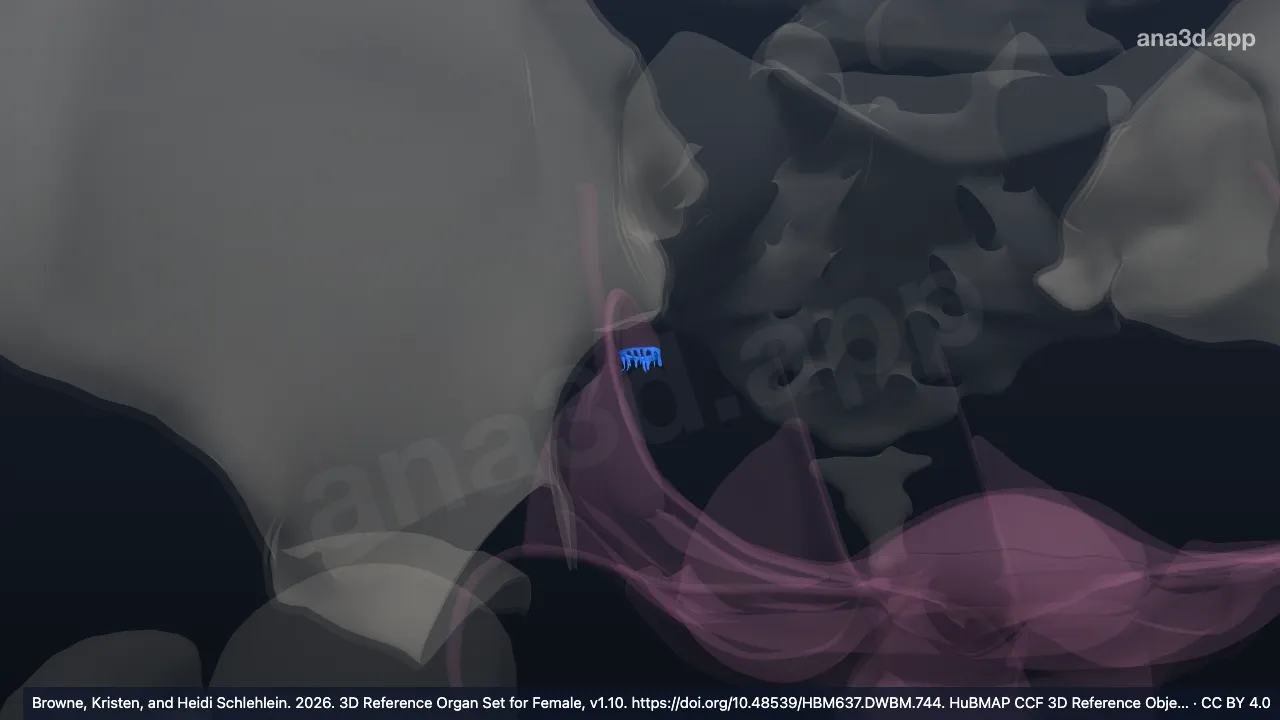 Model 3D: Fimbria tuba uterina kanan