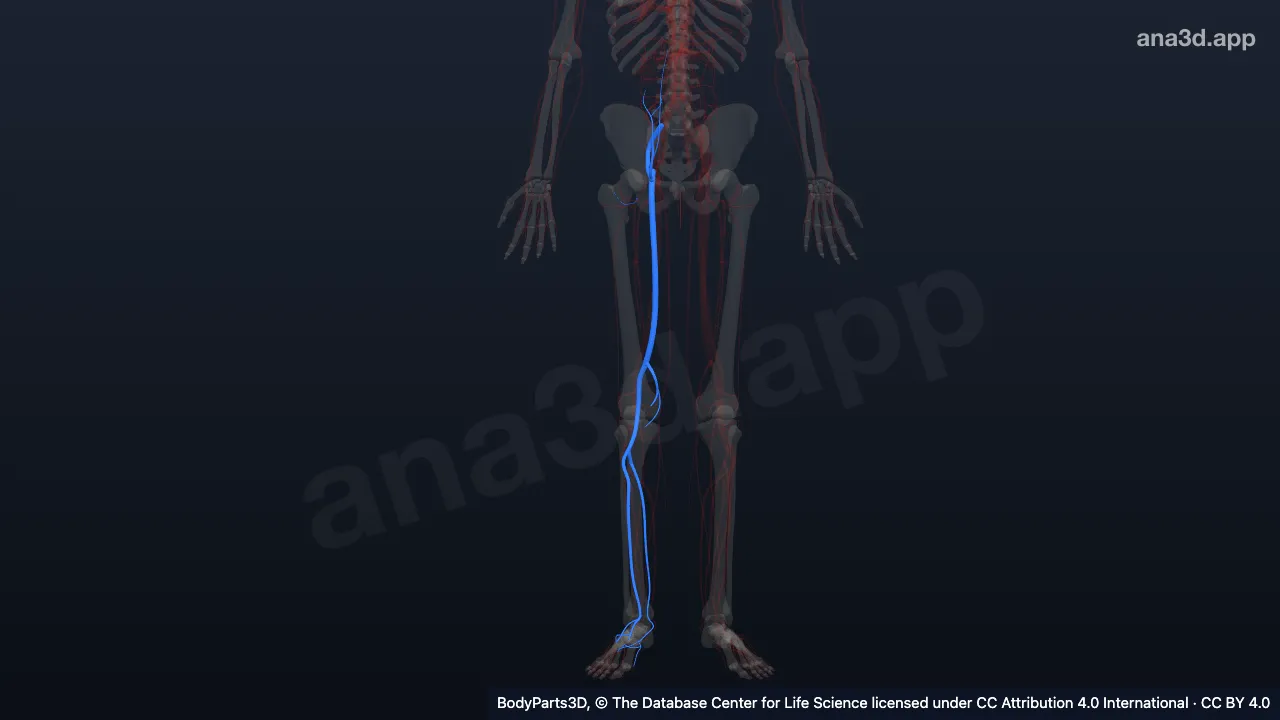Modelo 3D: Arteria ilíaca externa derecha