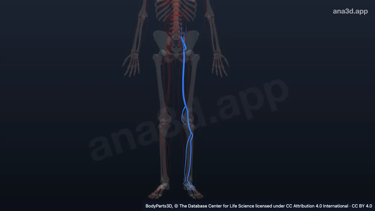 Model 3D: Arteri iliaka eksterna kiri