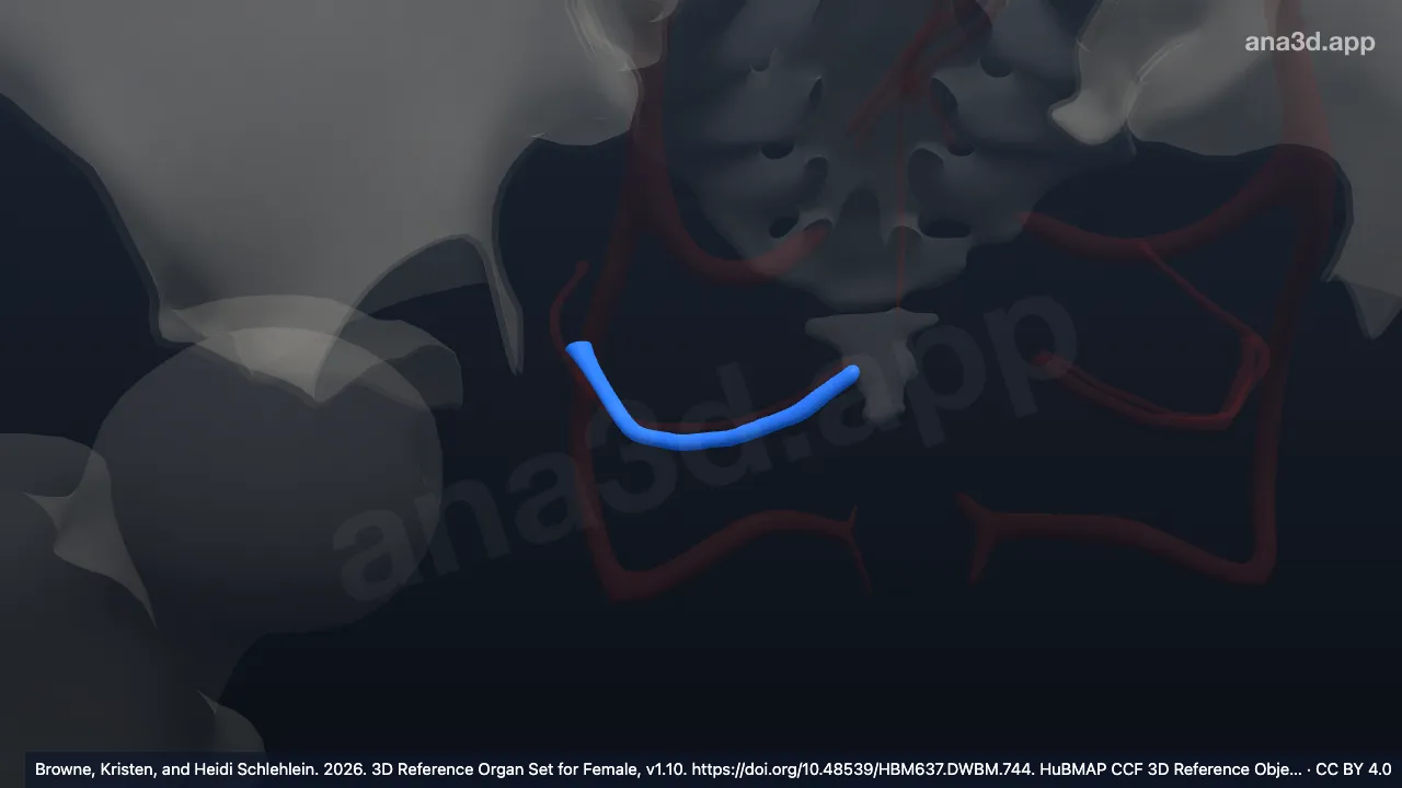 Modelo 3D: Arteria uterina derecha