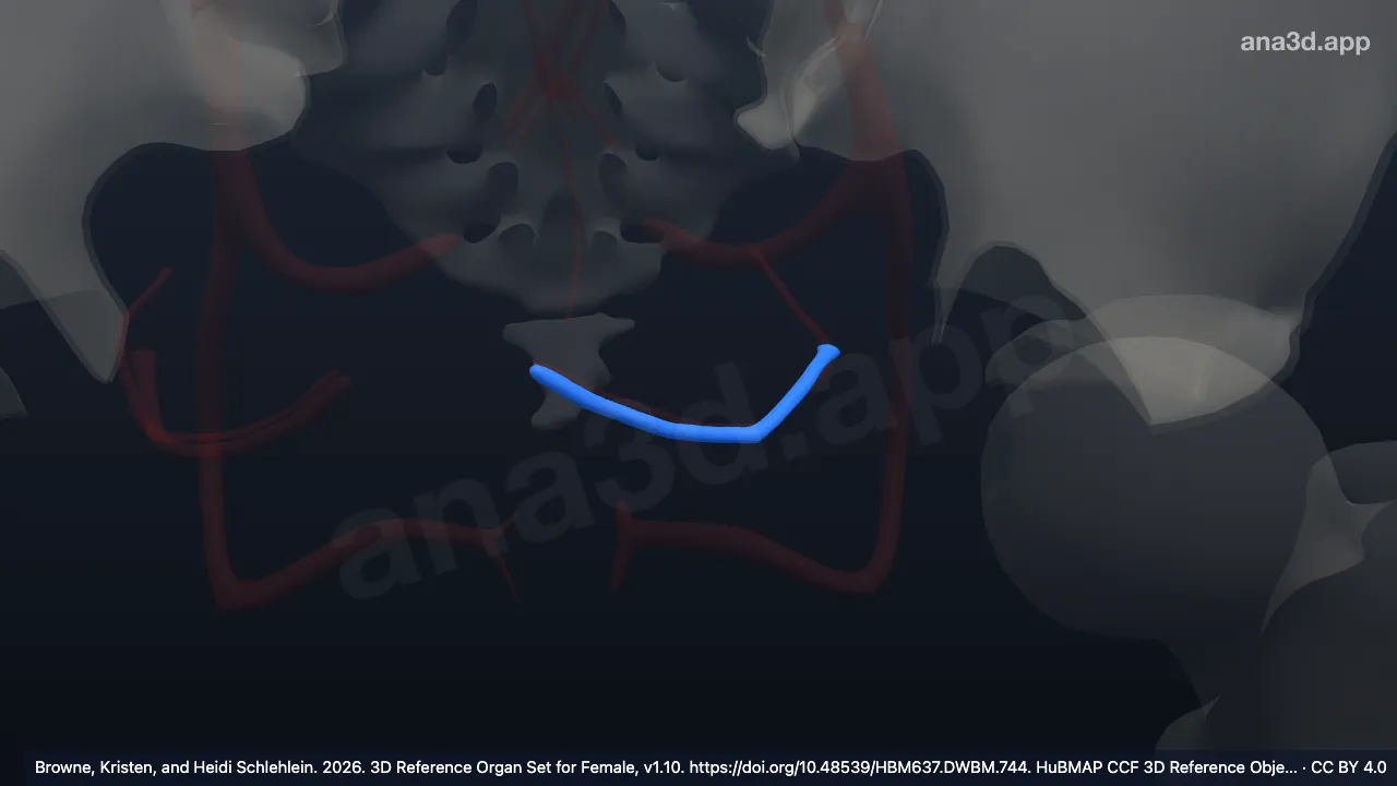 Modelo 3D: Artéria uterina esquerda