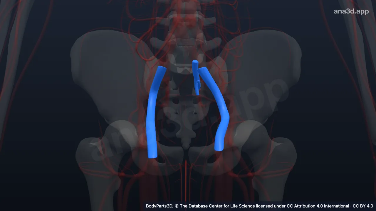 Modelo 3D: vena ilíaca externa
