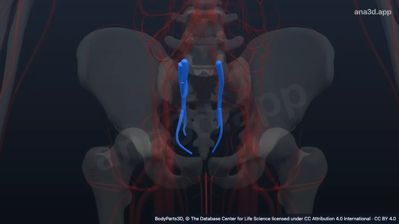 3D-Modell: Vena iliaca interna