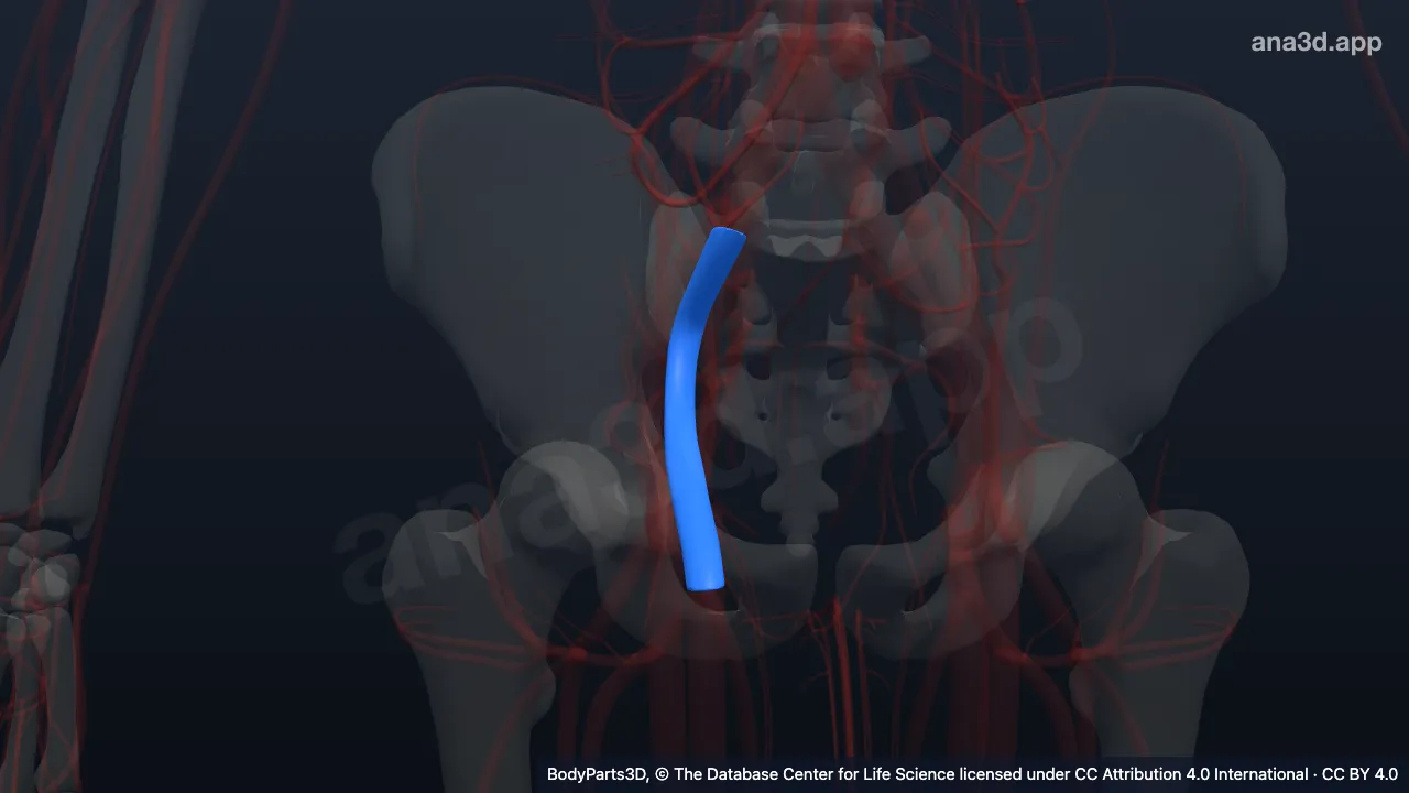 Modelo 3D: Vena ilíaca externa derecha