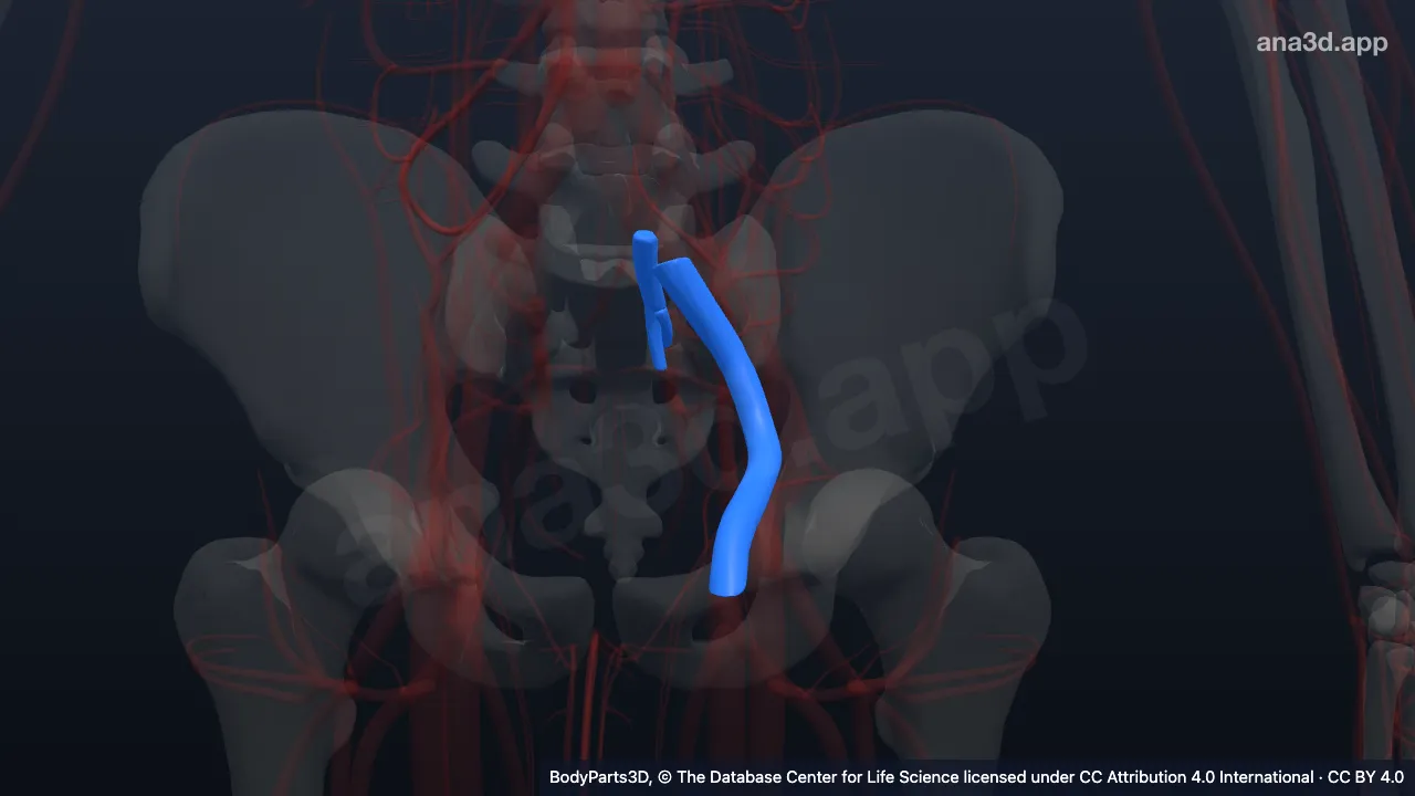 Modelo 3D: Vena ilíaca externa izquierda