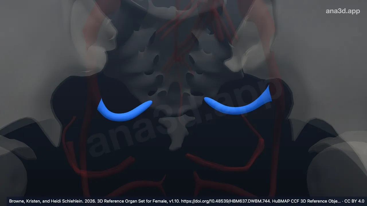 3D-Modell: Vena rectalis media