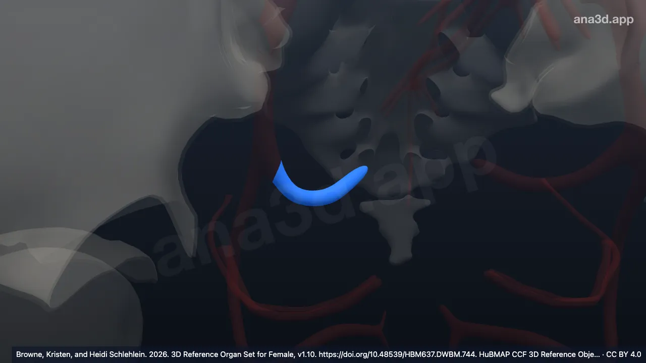 3D 模型：右直肠中静脉