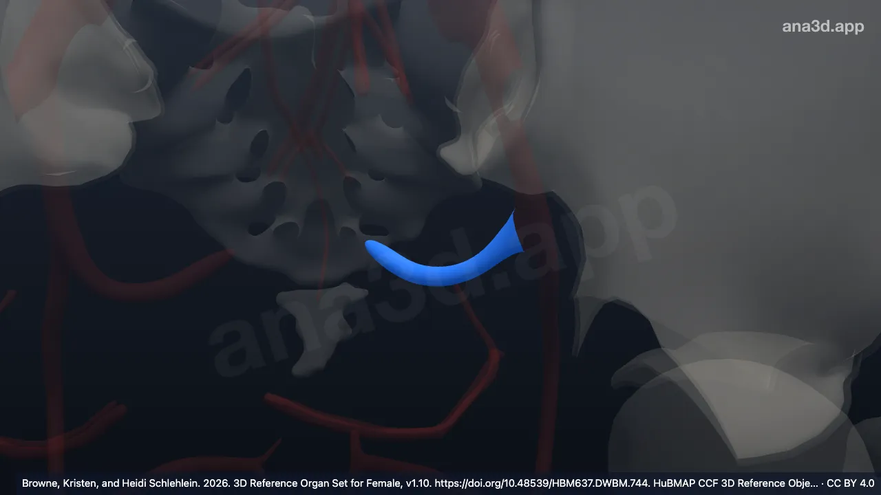3D model: left middle rectal vein