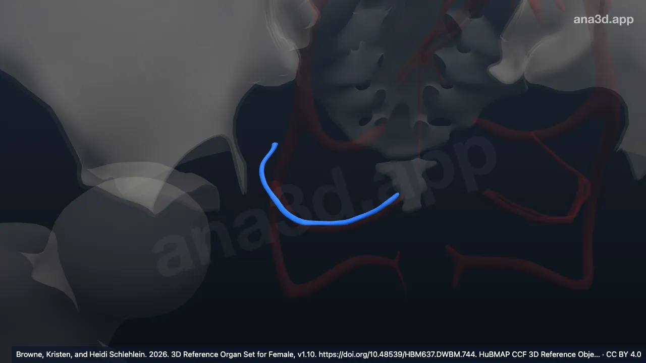 3D model: right uterine vein