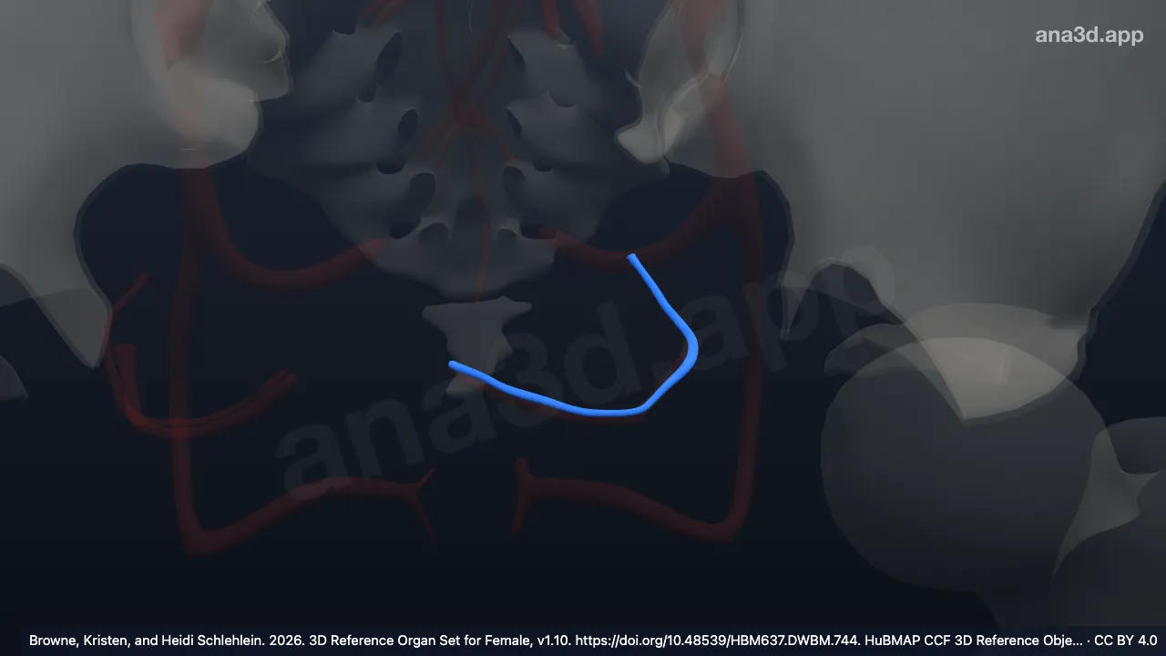 Model 3D: Vena uterina kiri