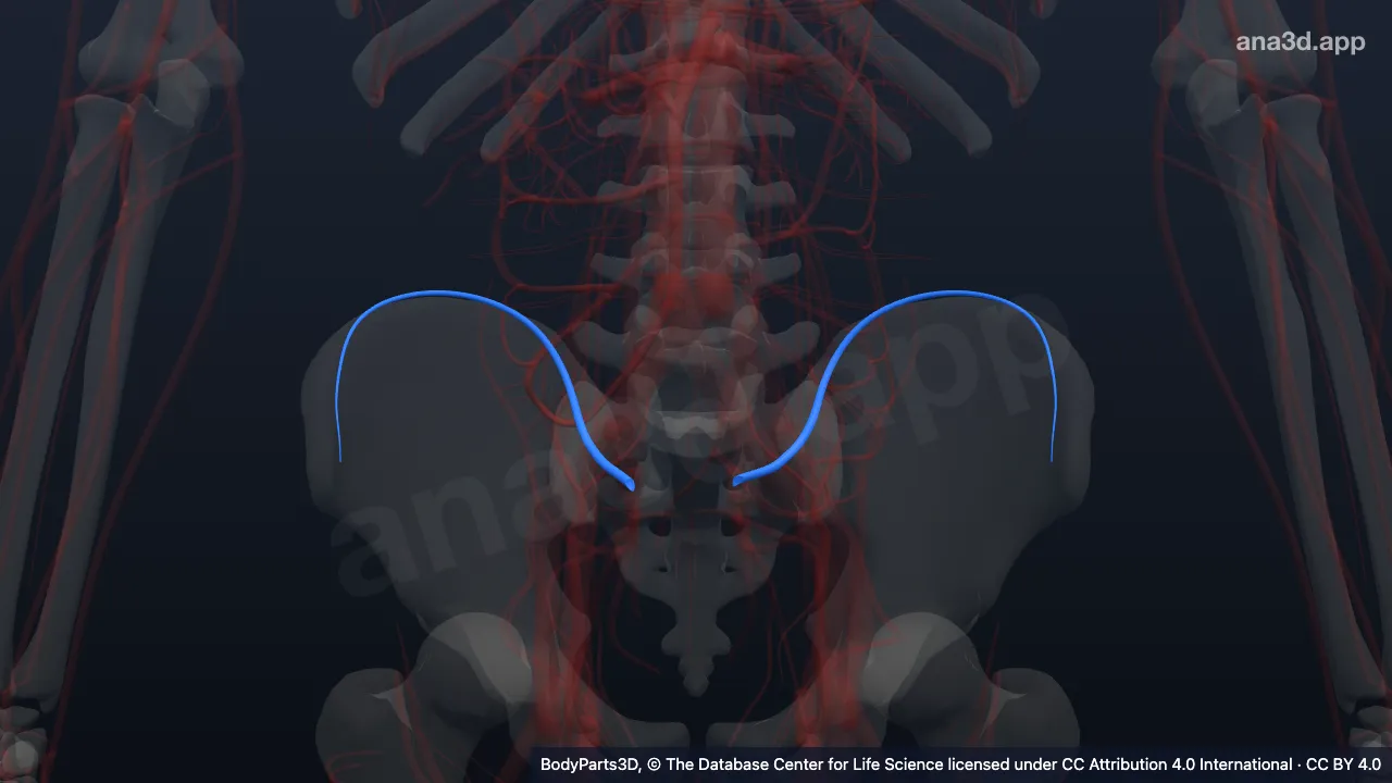 3D-Modell: Vena iliolumbalis