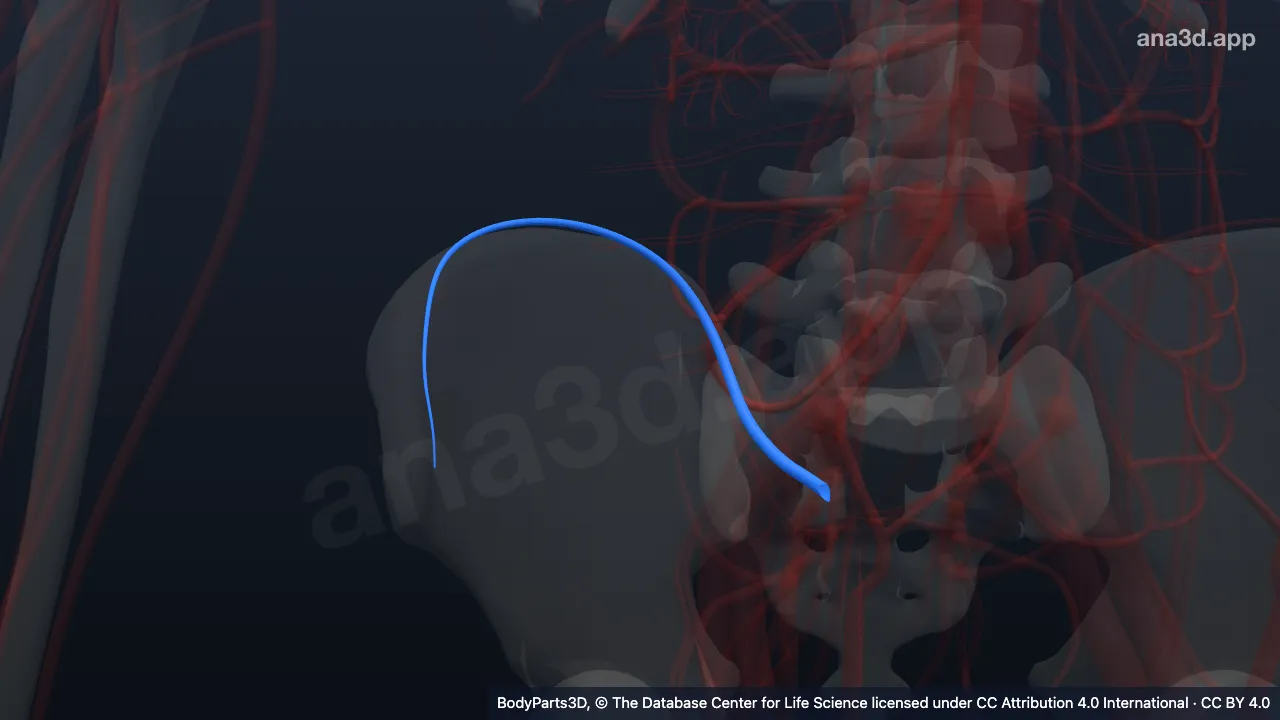 Modelo 3D: Vena iliolumbar derecha