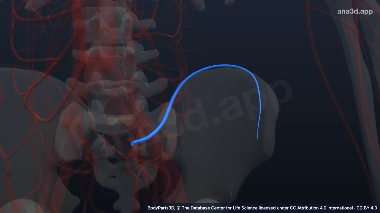 Modelo 3D: Vena iliolumbar izquierda