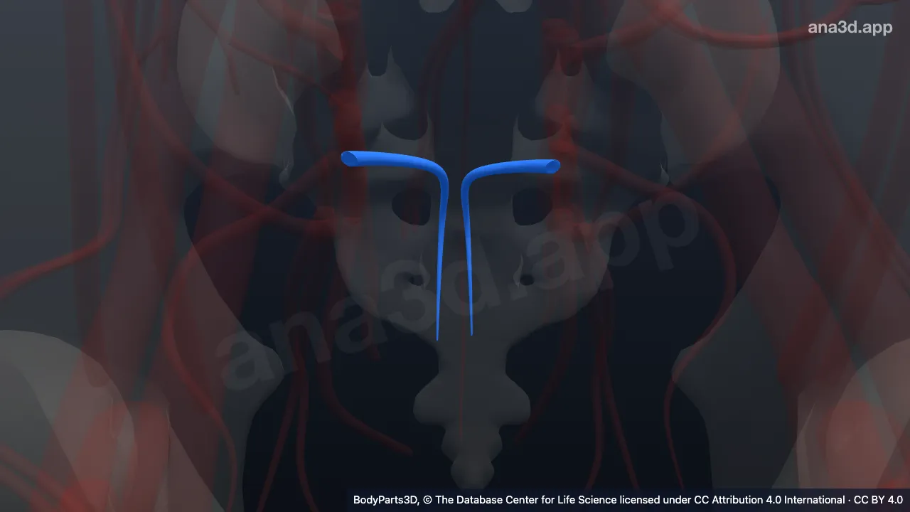 3D model: lateral sacral vein