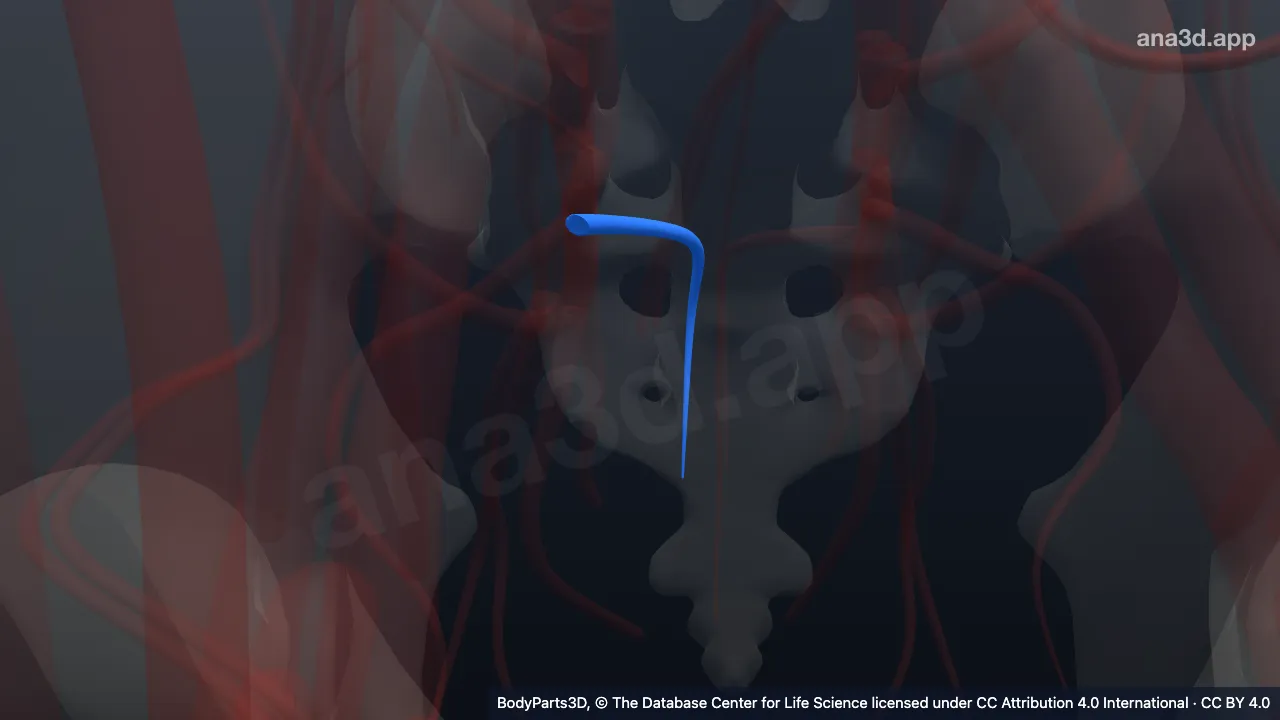Model 3D: Vena sakralis lateralis kanan