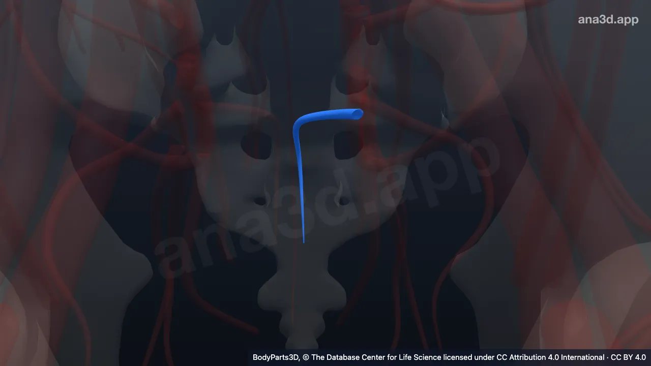 3D model: left lateral sacral vein