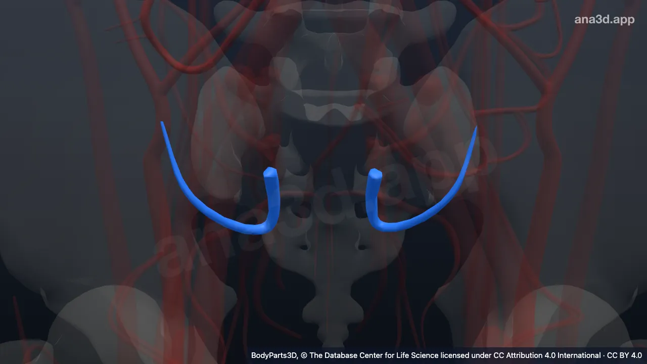 3D model: superior gluteal vein