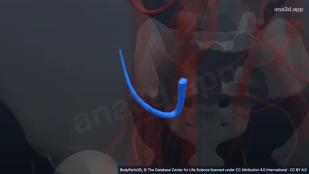 3D model: right superior gluteal vein