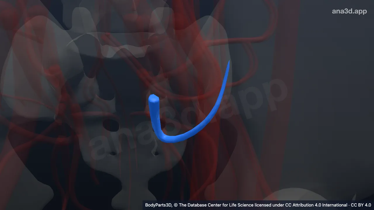 3D model: left superior gluteal vein