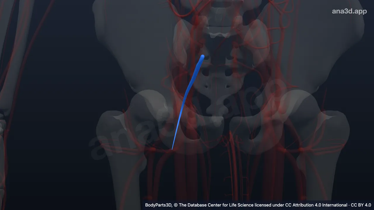 Modelo 3D: Veia glútea inferior direita