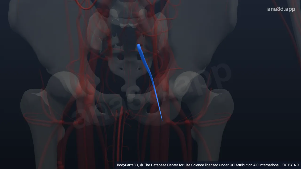 Modelo 3D: Veia glútea inferior esquerda