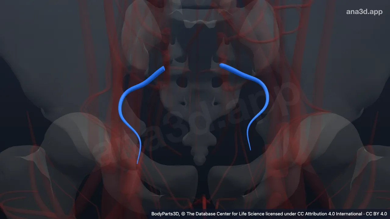 3D model: obturator vein