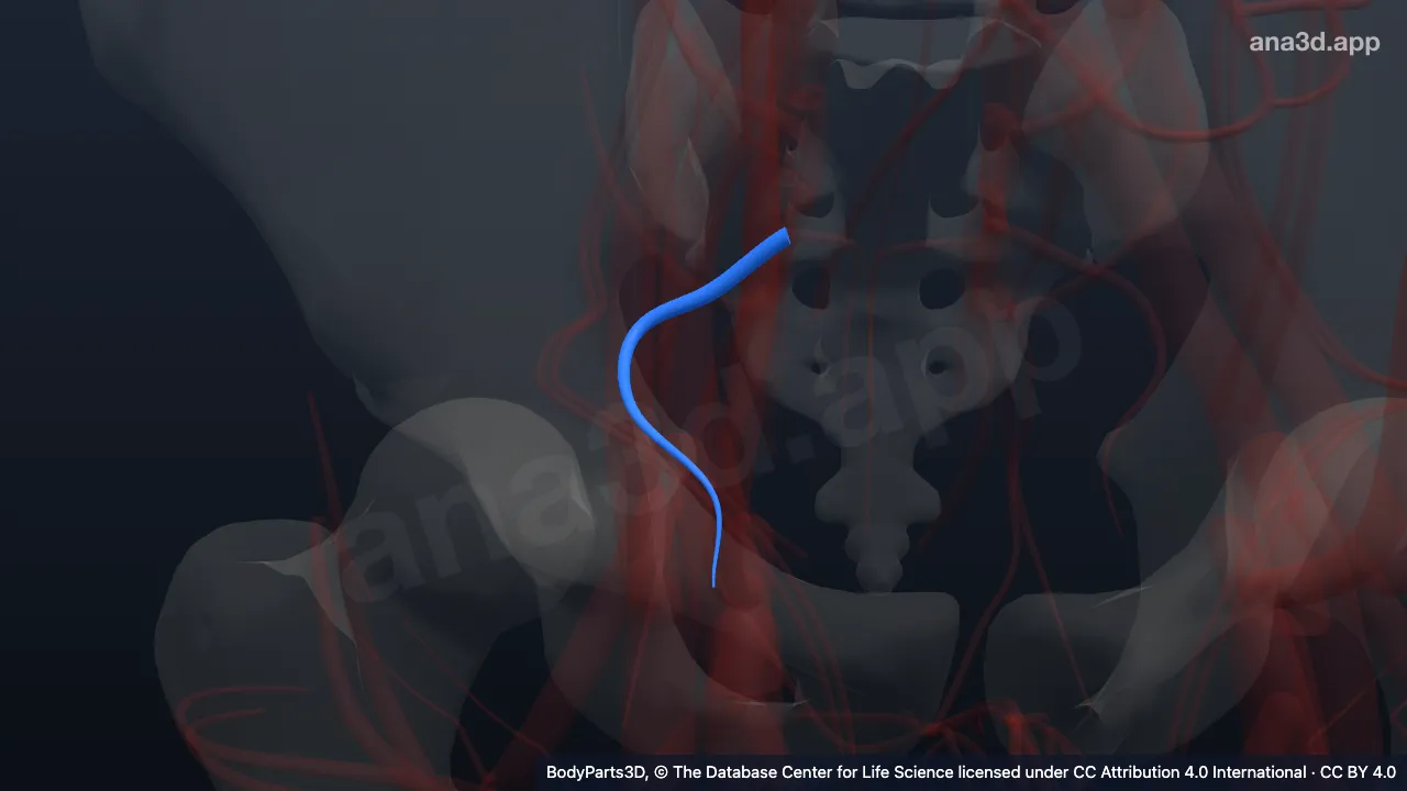 3D model: right obturator vein