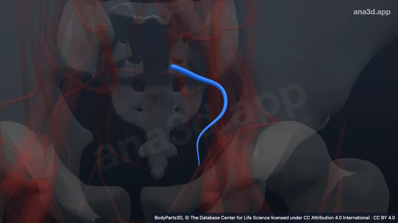 3D model: left obturator vein