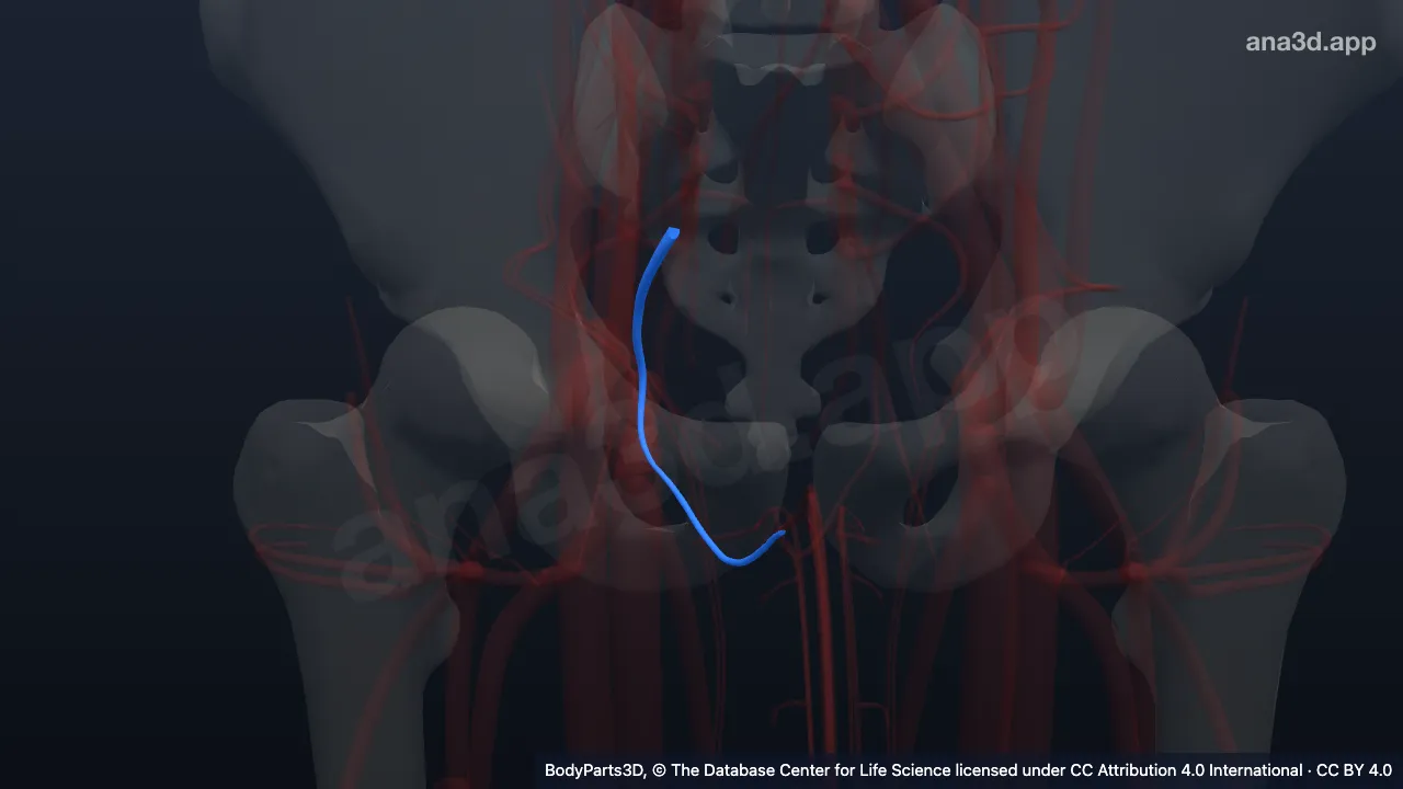 3D model: right internal pudendal vein