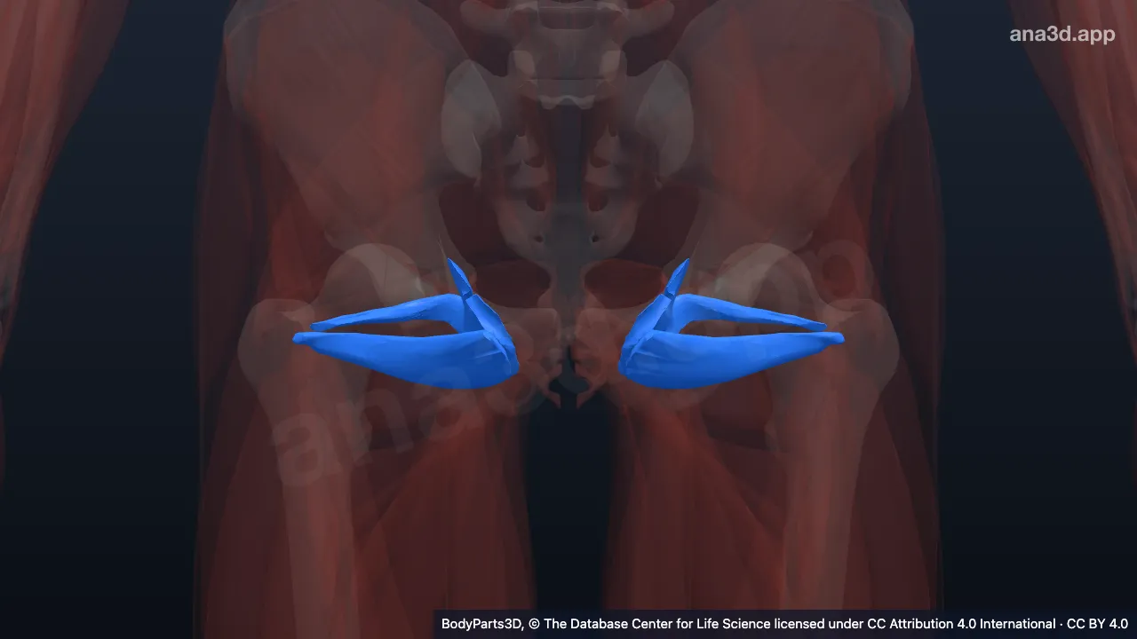 Mô hình 3D: Cơ bịt