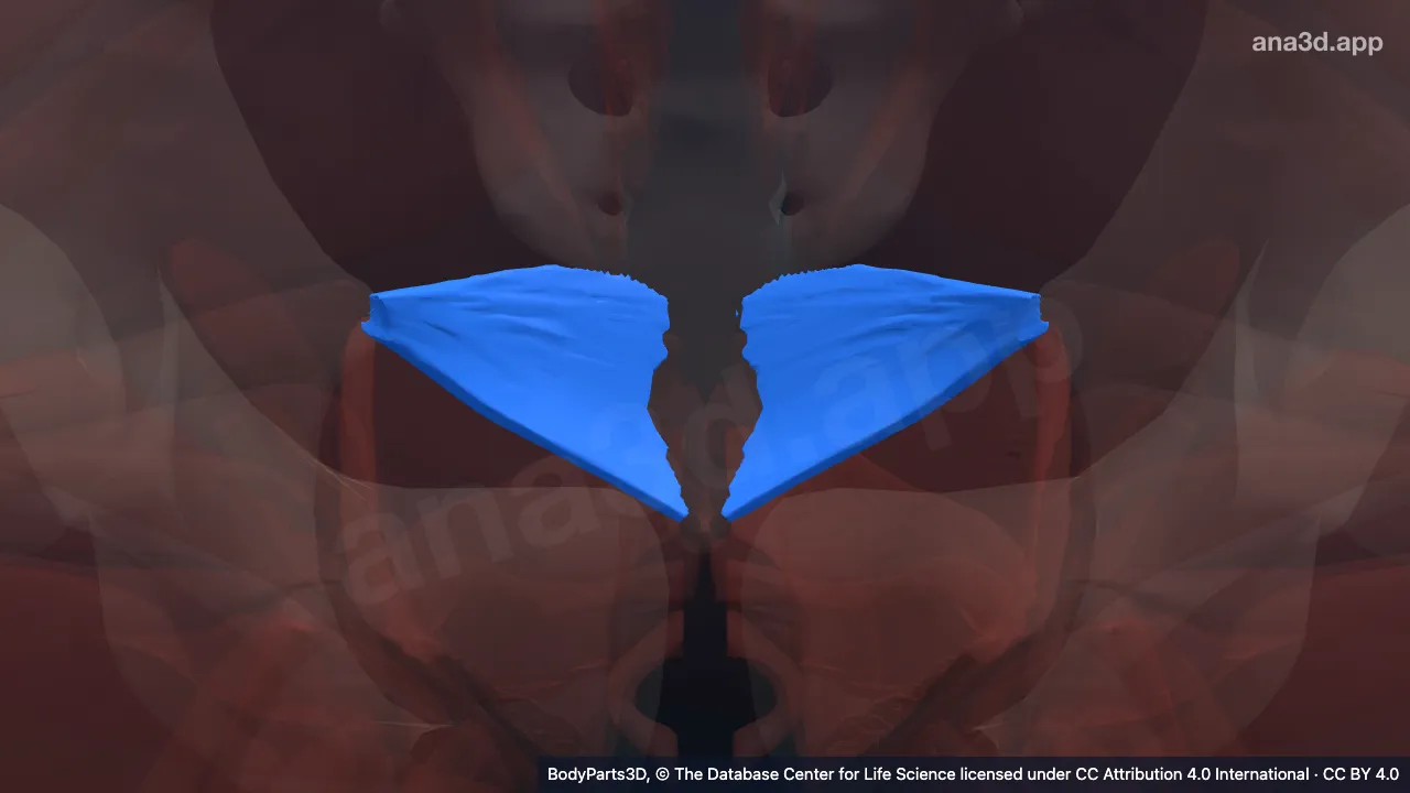3D model: muscle of pelvis