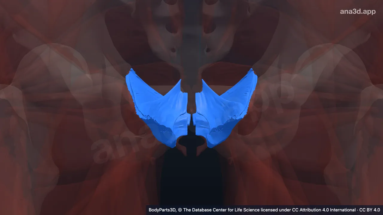 3D model: zone of levator ani