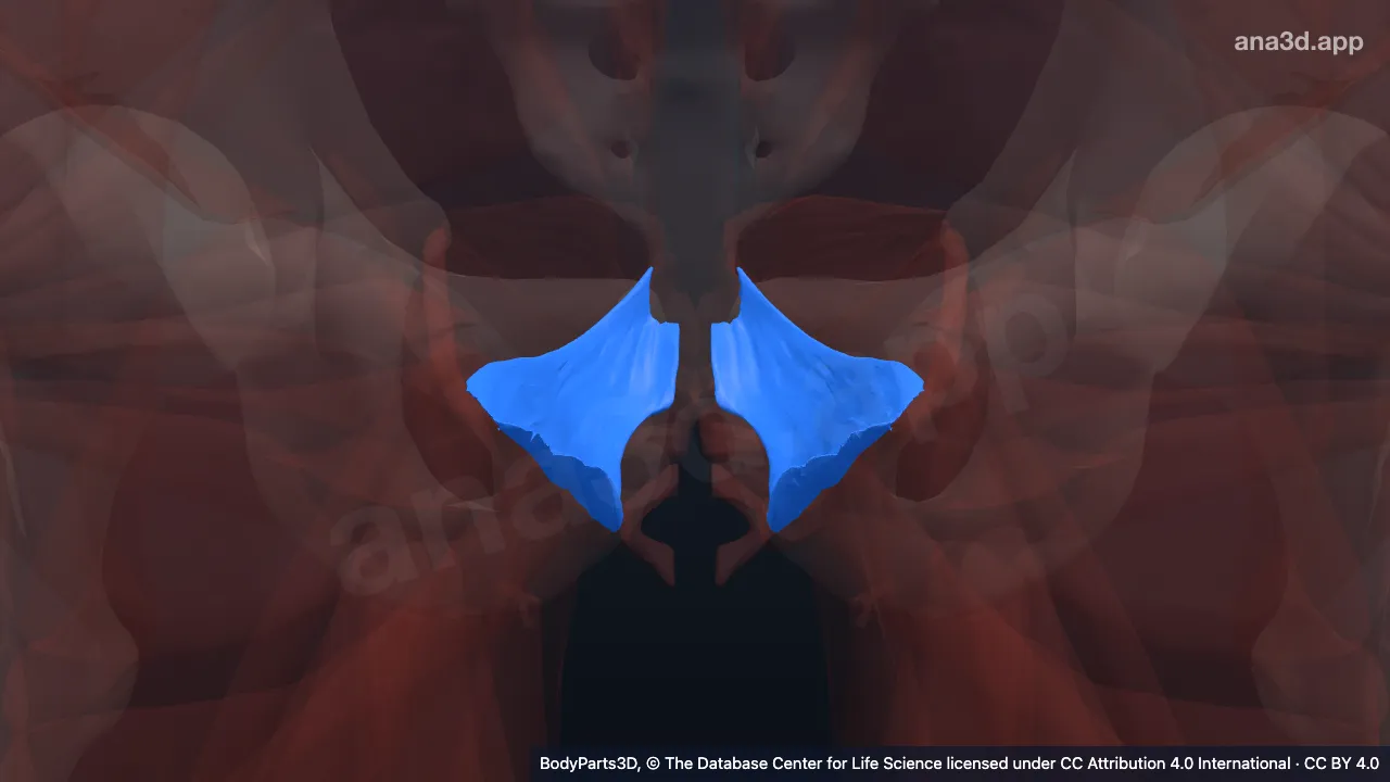 3D-Modell: Musculus pubococcygeus