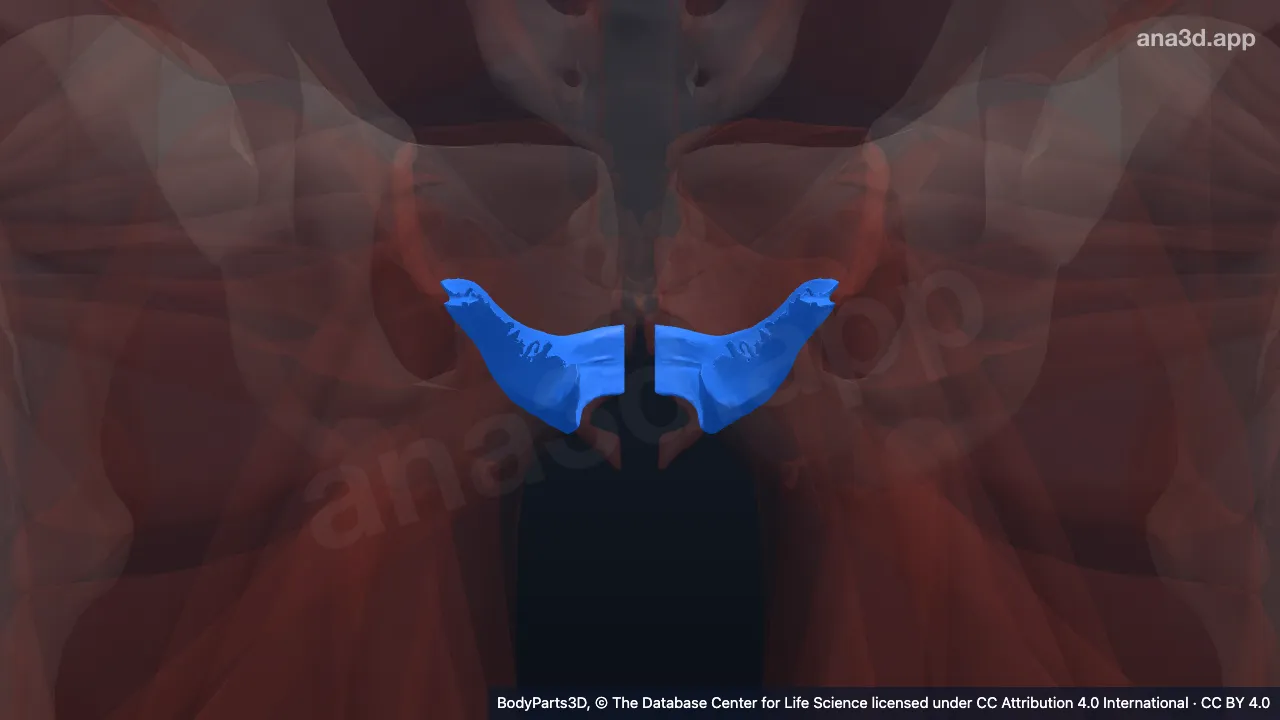 Mô hình 3D: Cơ mu trực tràng