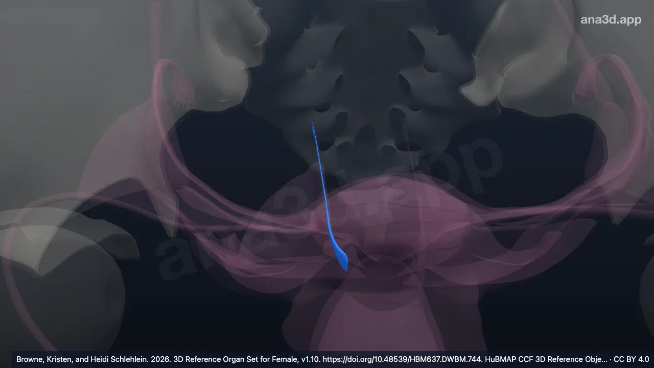 Modèle 3D : Ligament utéro-sacral droit