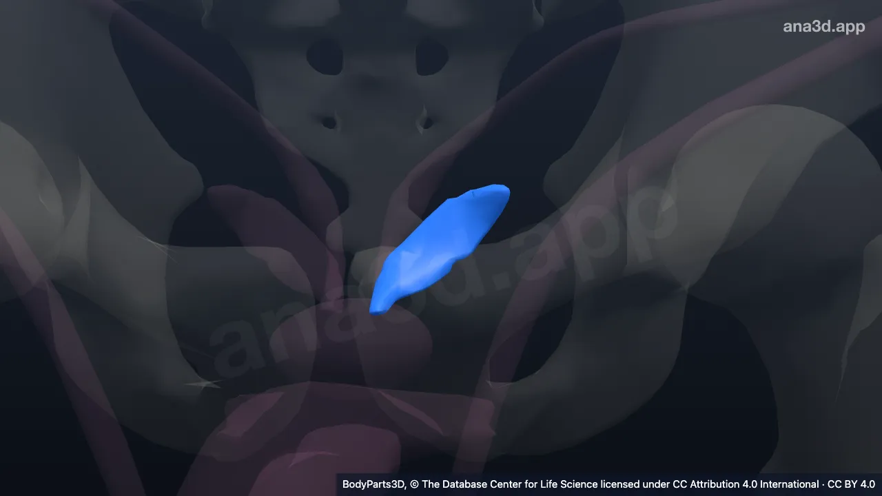 3D model: left seminal vesicle