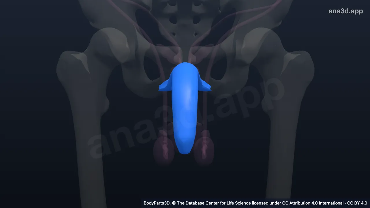 3D-Modell: Schwellkörper des Penis