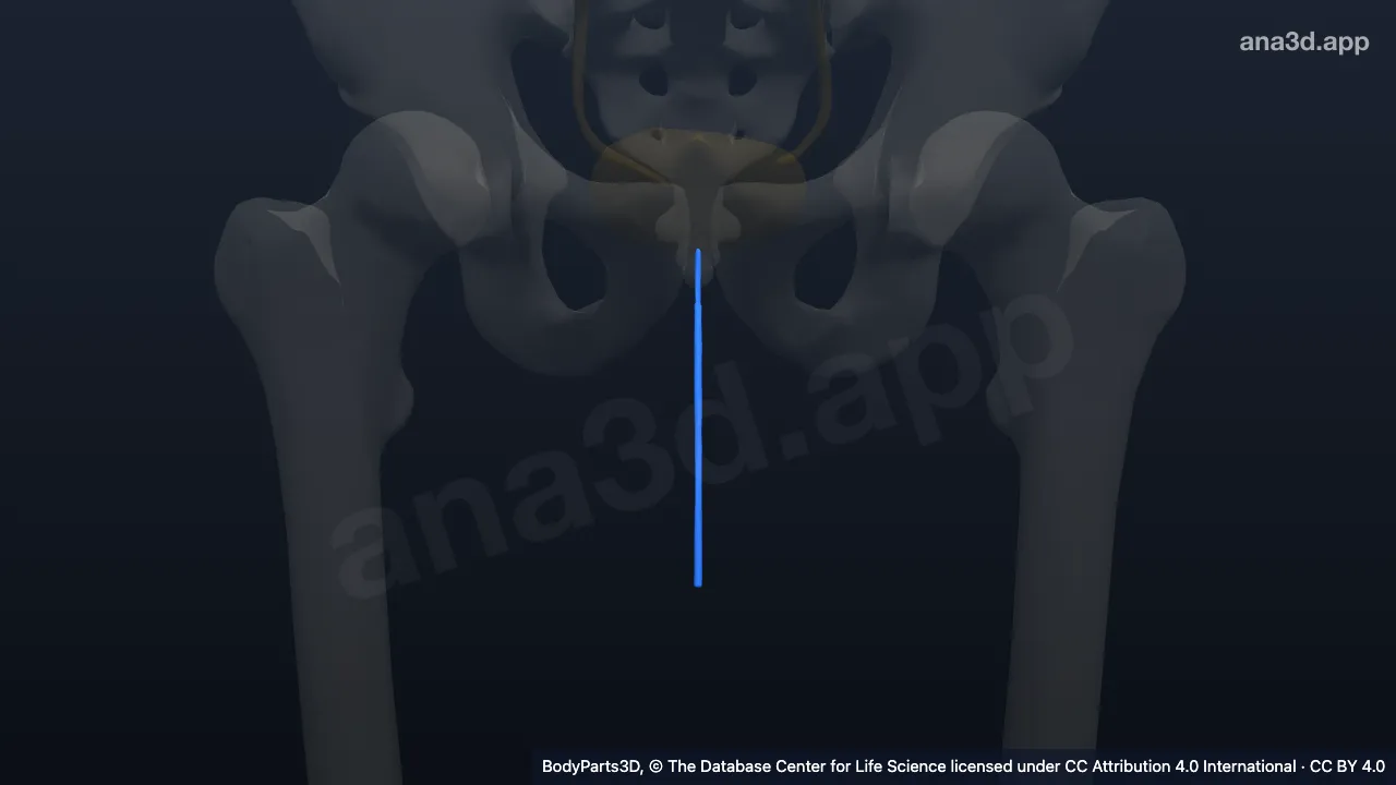 Modelo 3D: uretra