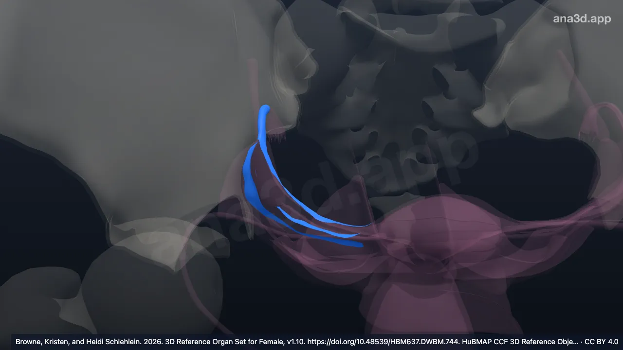 Modèle 3D : Mésosalpinx droit