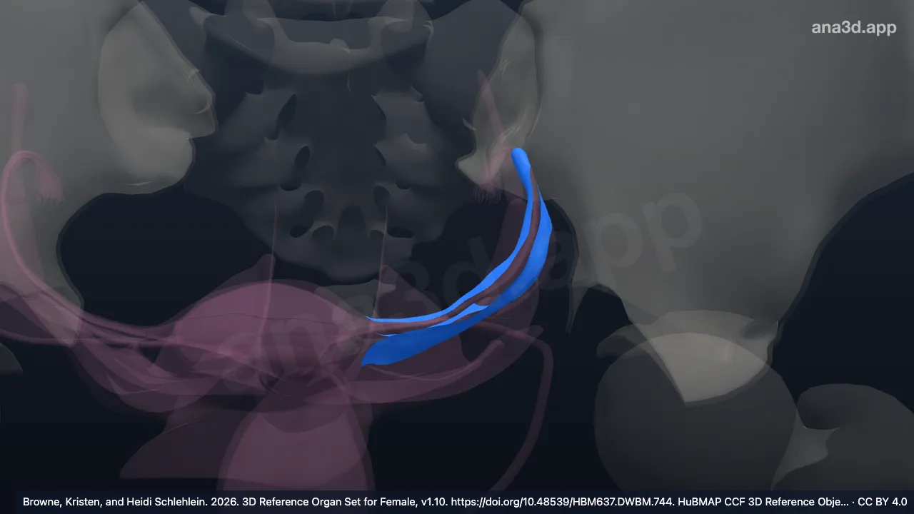 Modelo 3D: Mesosálpinx izquierdo