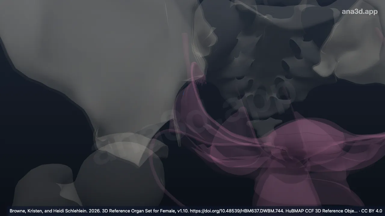 Modelo 3D: Mesovario derecho